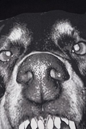 Concert Outfit 3D Printed Doberman Dog Head Hip Hop T-Shirt